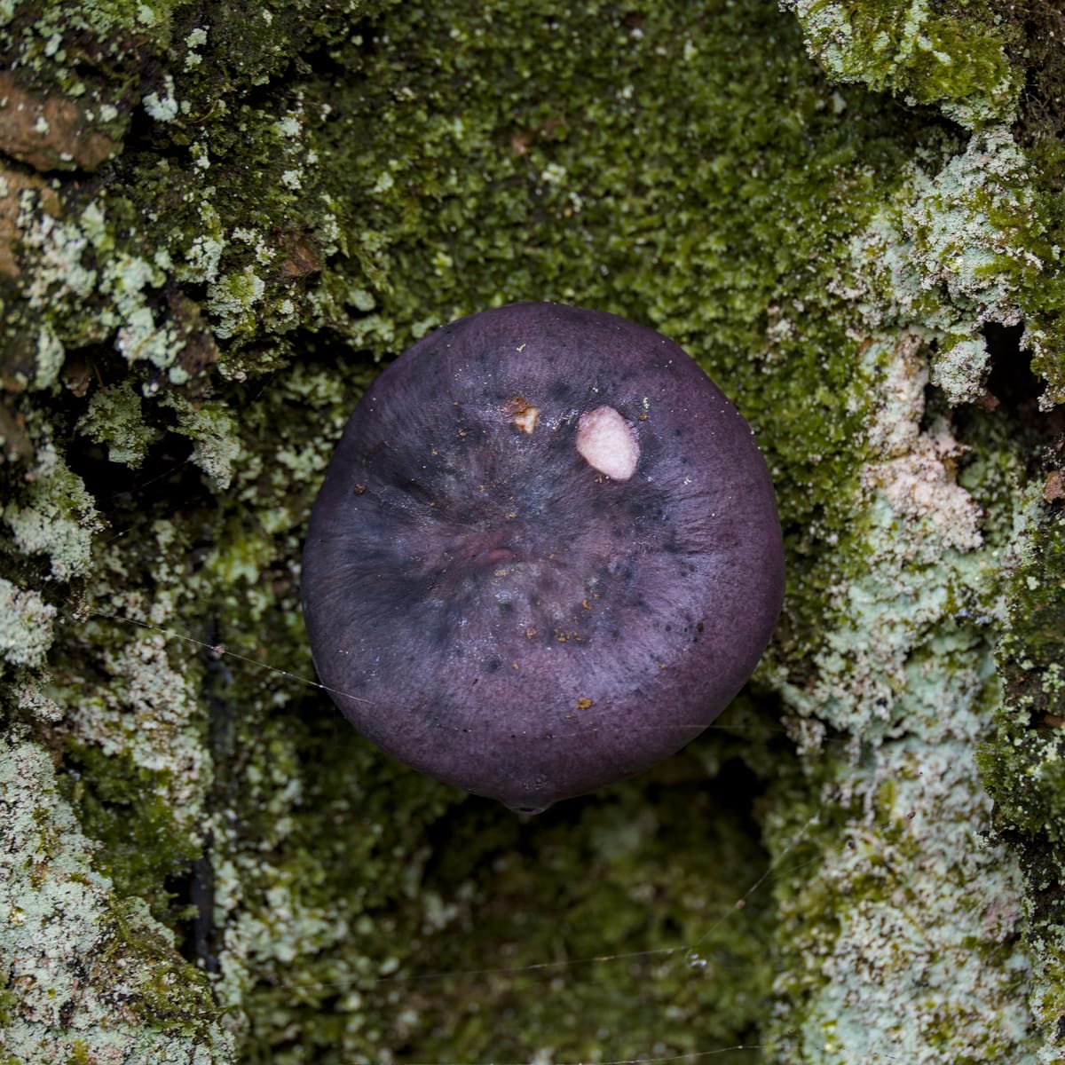 Purple Mushroom. Isle of Bute (2026)