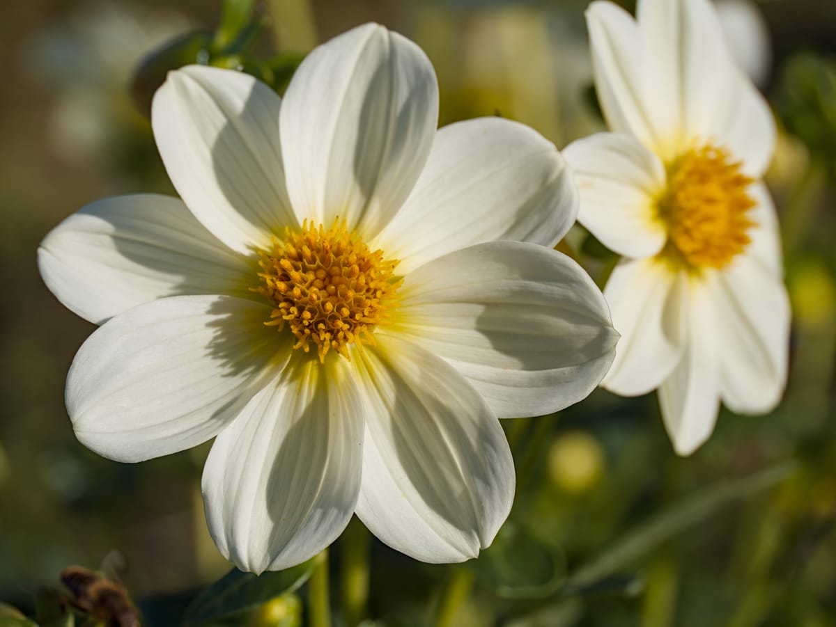 Two white flowers with petals spread and a bright yellow centre.
